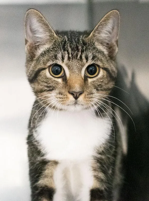 A baby medium-sized male Tabby (Tiger Striped) Domestic Short Hair cat named Tonka for adoption in Monroe, GA