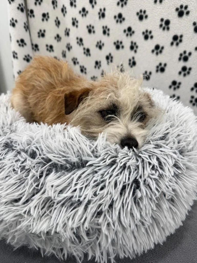 An adult small-sized female Terrier dog named Maple for adoption in Brookings, OR