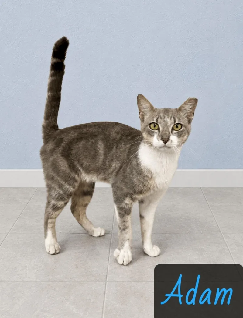 A young medium-sized male Tabby (Gray / Blue / Silver) Domestic Short Hair cat named Adam for adoption in Englewood, FL