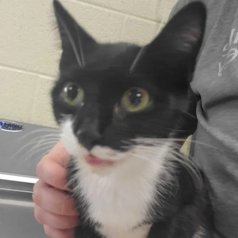 An adult medium-sized female Black Domestic Short Hair cat named Mundel for adoption in Asheville, NC