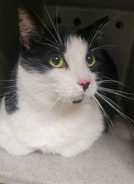 An adult medium-sized female Domestic Short Hair cat named Mochi for adoption in Downey, CA