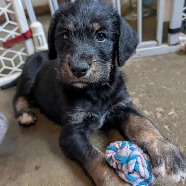A baby large-sized male Bernese Mountain Dog dog named Marlboro for adoption in Toledo, OH