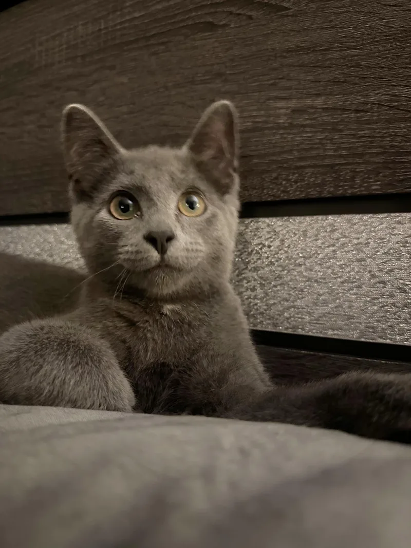 A baby medium-sized female Gray / Blue / Silver Domestic Short Hair cat named Drizella for adoption in Washington, PA