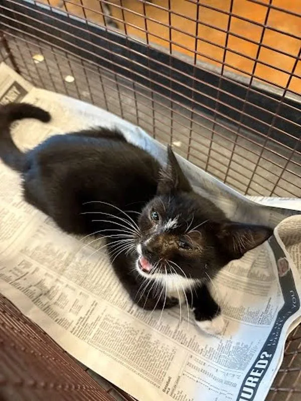 A baby small-sized female Domestic Short Hair cat named Olive for adoption in Austin, TX