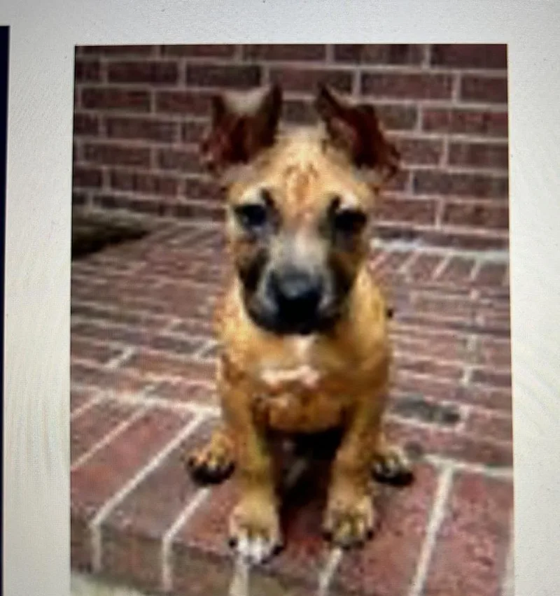 A baby small-sized male Black Mouth Cur dog named Chili for adoption in Colorado Springs, CO