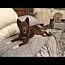 A young medium-sized female Australian Kelpie dog named Cardi for adoption in BEVERLY HILLS, CA