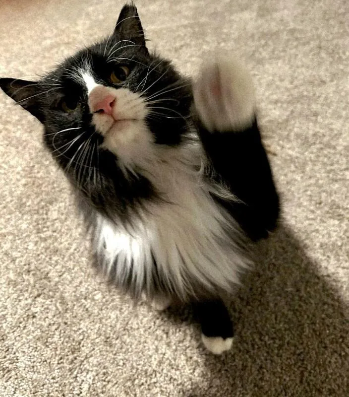 Big Handsome Boy thumbnail 3