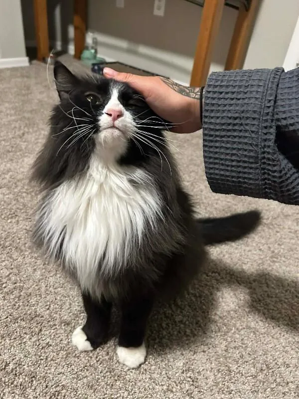 Big Handsome Boy thumbnail 4