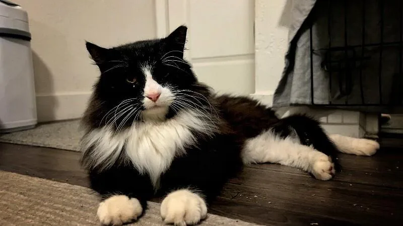 Big Handsome Boy thumbnail 5