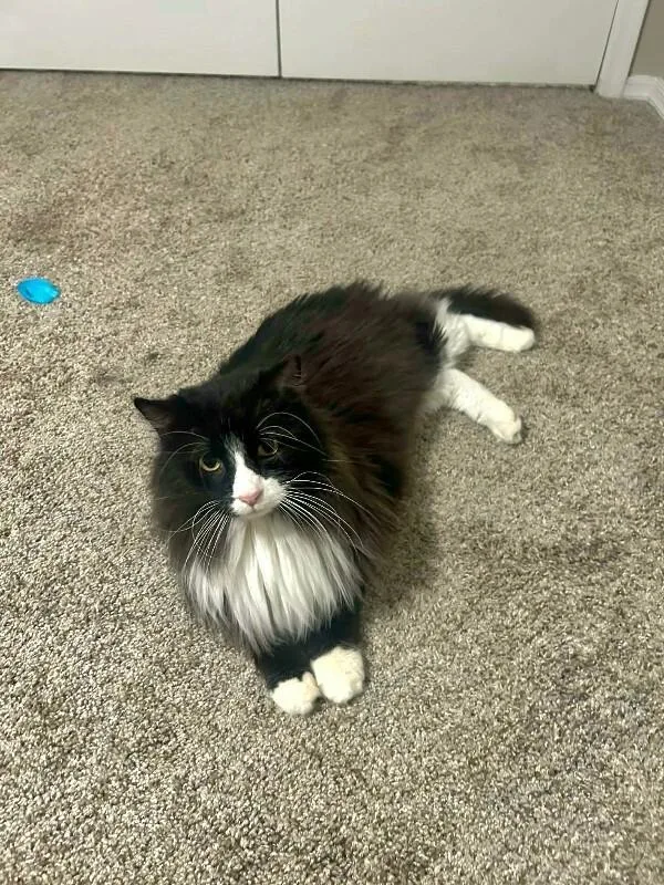 Big Handsome Boy thumbnail 6