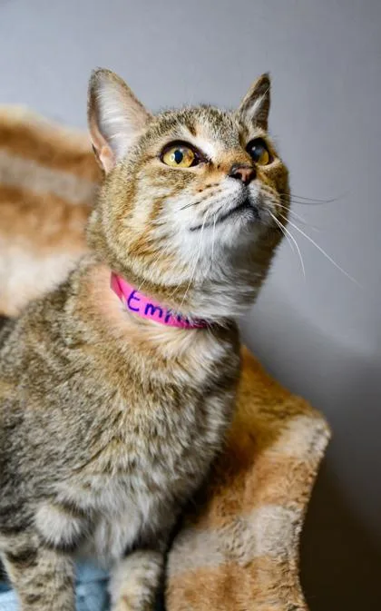 Empress Eclair