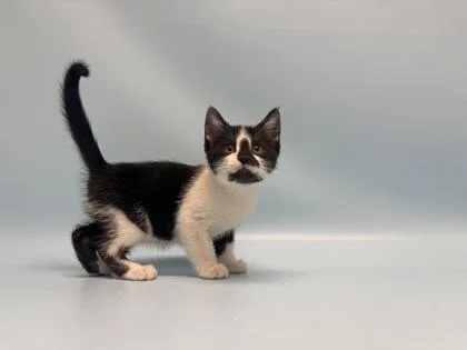 A baby small-sized male Domestic Short Hair cat named Prince Charming for adoption in Golden Valley, MN