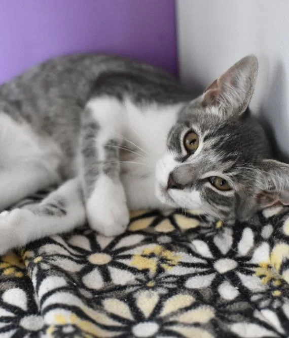 A young medium-sized male Lilac Point Siamese cat named Haaland for adoption in Marietta, GA
