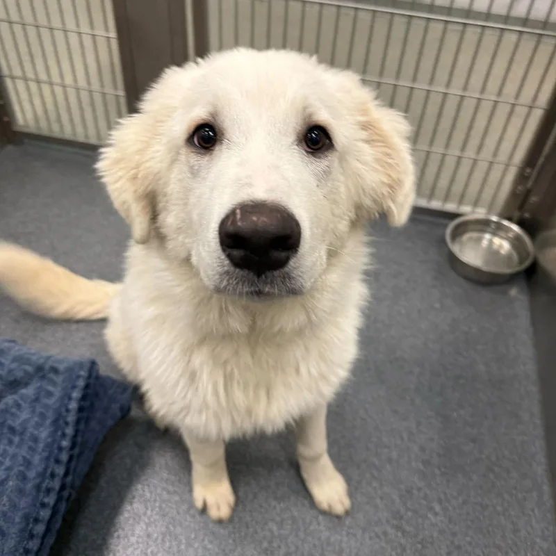 A baby medium-sized male White / Cream Great Pyrenees dog named Albert for adoption in Brooklyn, NY