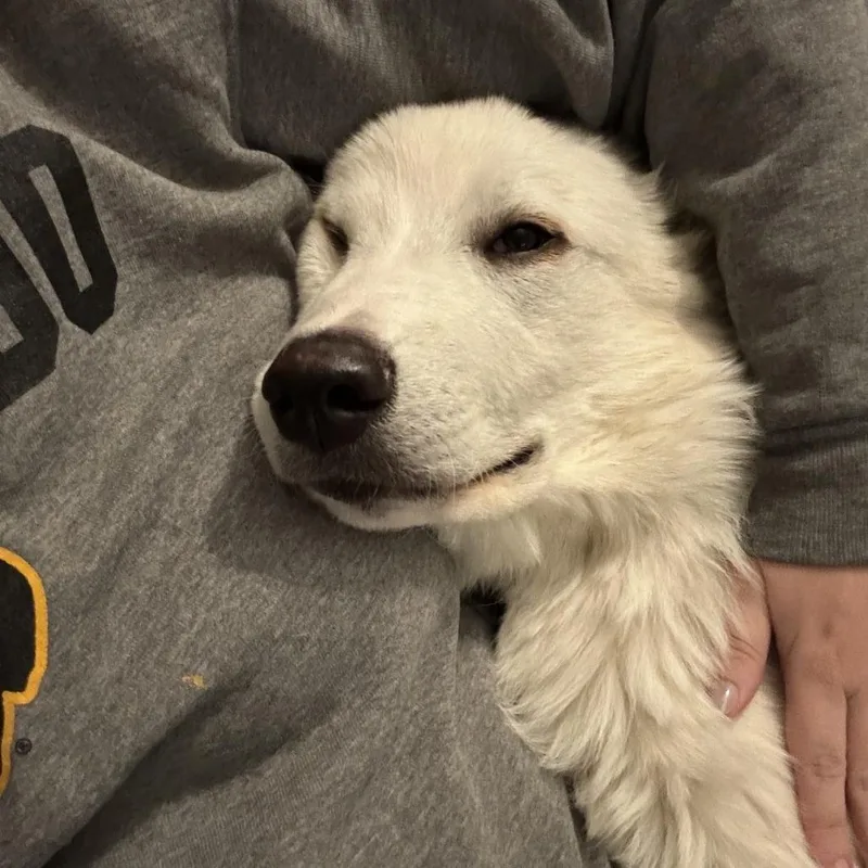 Albert thumbnail 3