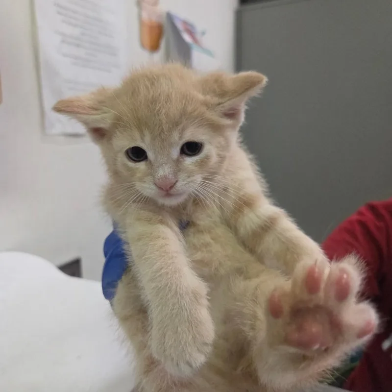 A baby small-sized male Orange / Red Domestic Short Hair cat named Henry for adoption in Charleston, WV