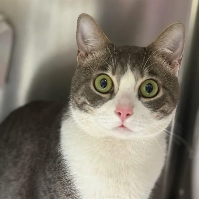A young small-sized male Domestic Short Hair cat named Bug for adoption in Alameda, CA
