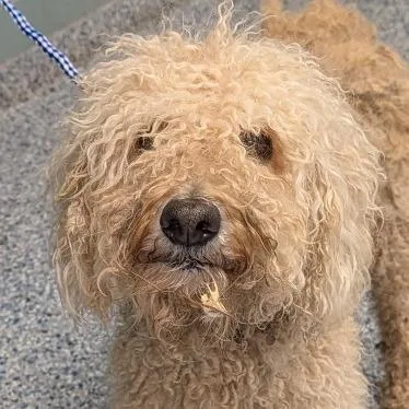 An adult medium-sized female White / Cream Poodle dog named Fuchsia for adoption in Greenville, SC