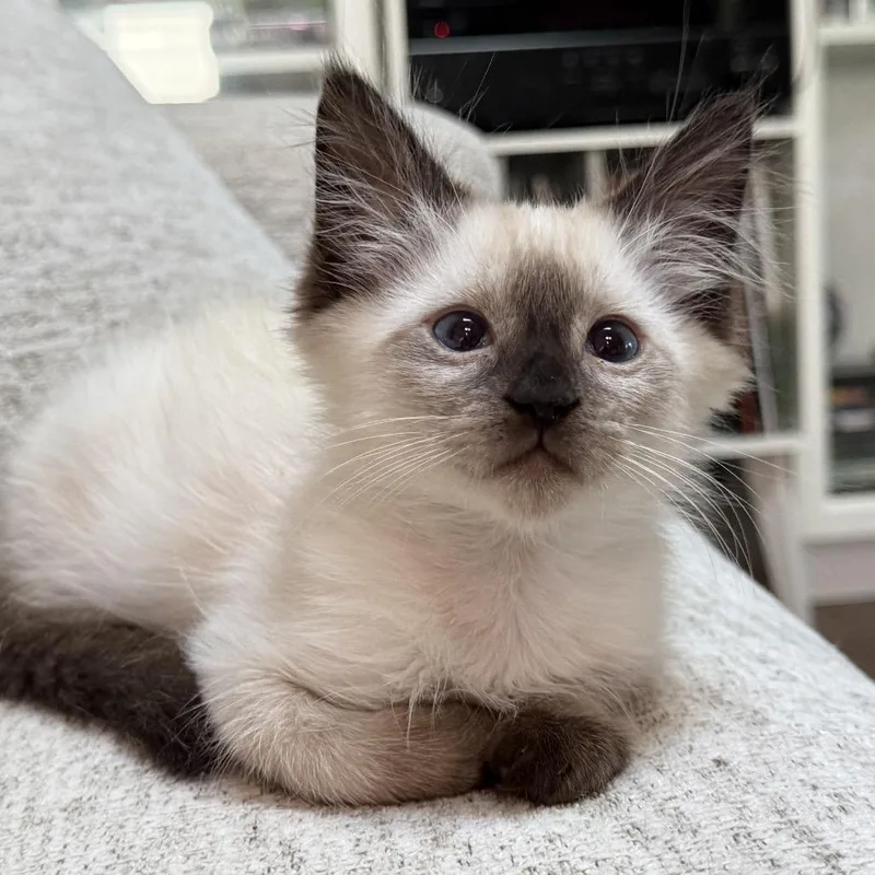 A baby small-sized female White Domestic Medium Hair cat named Quiche for adoption in Hollister, FL
