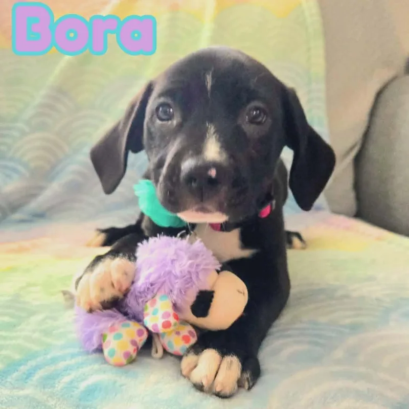 Bora Beaglelab Mix Sweetheart