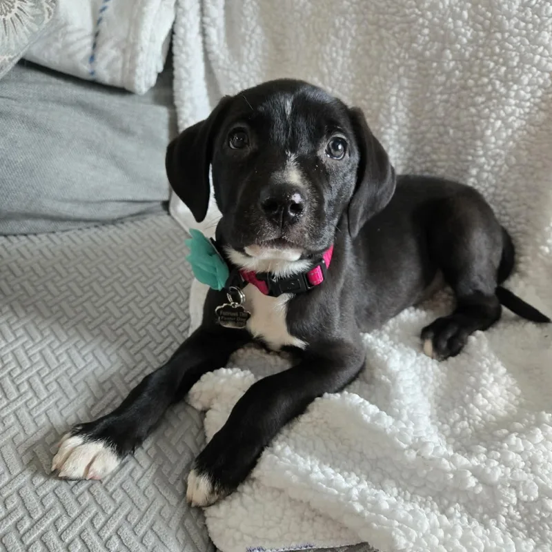 Bora Beaglelab Mix Sweetheart thumbnail 2