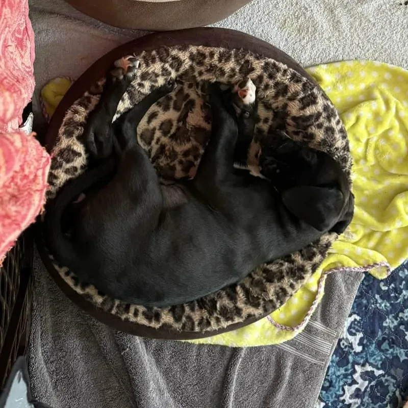 Bora Beaglelab Mix Sweetheart thumbnail 3