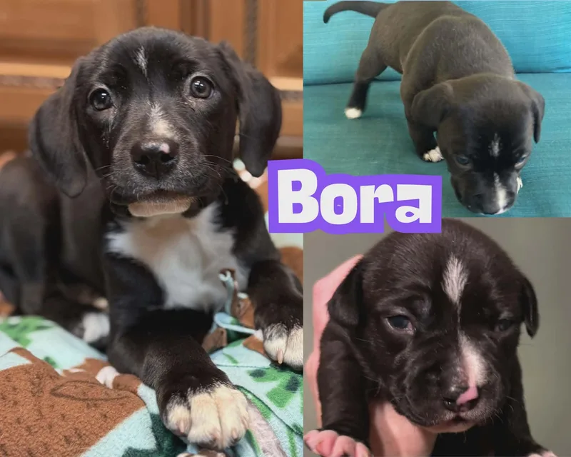 Bora Beaglelab Mix Sweetheart thumbnail 4