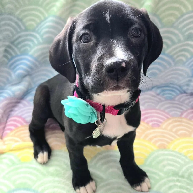 Bora Beaglelab Mix Sweetheart thumbnail 5