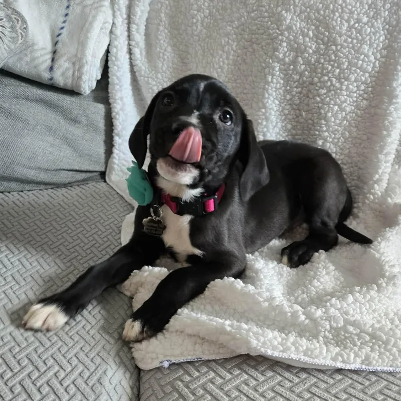 Bora Beaglelab Mix Sweetheart thumbnail 6