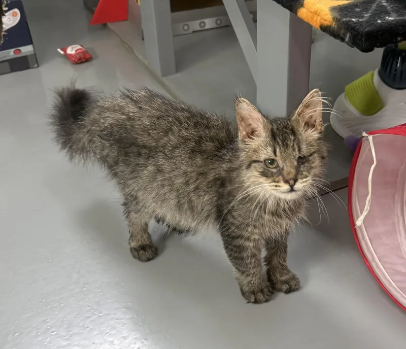 A young medium-sized male Domestic Long Hair cat named Edgewater for adoption in Big Rapids, MI