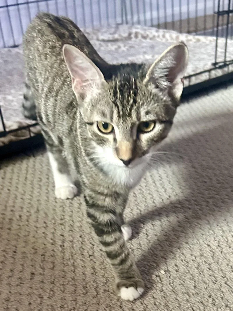 A young medium-sized male Domestic Short Hair cat named Leo Star for adoption in Scottsdale, AZ