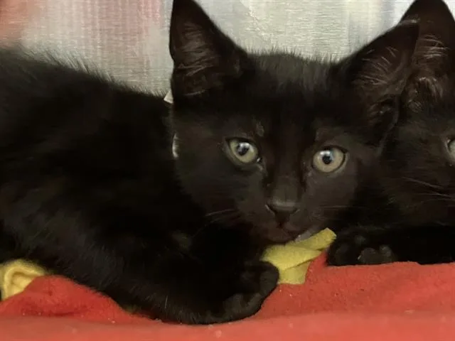 A baby small-sized male Domestic Short Hair cat named Snorkle Sam for adoption in Tustin, CA