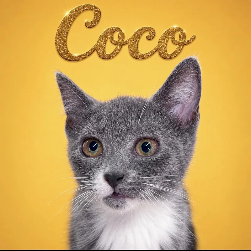 CocoDC