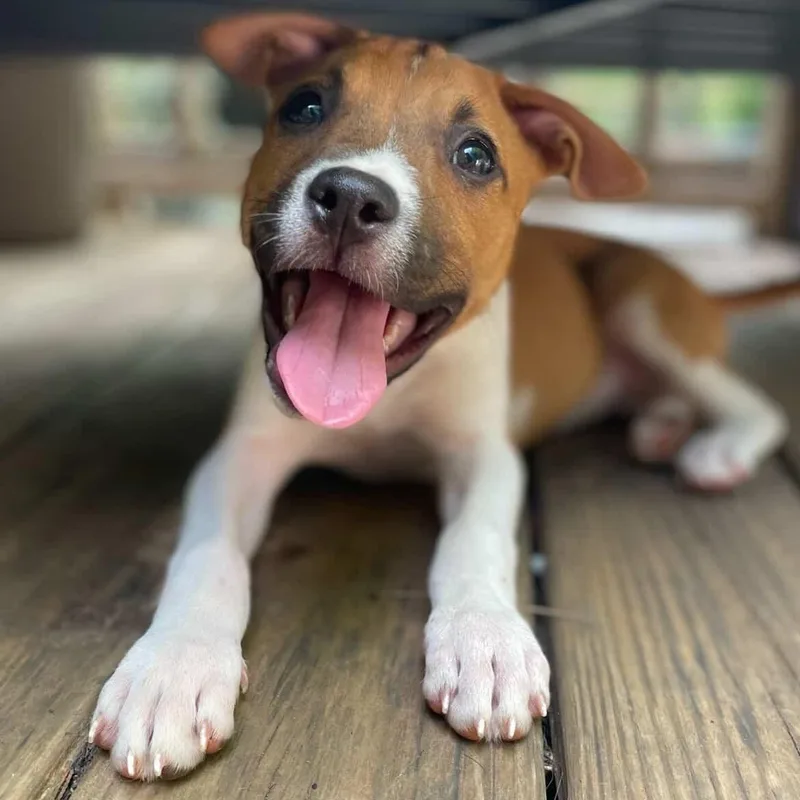 A baby medium-sized female Tricolor (Brown, Black, & White) Hound dog named Shirley for adoption in Rock Hill, SC