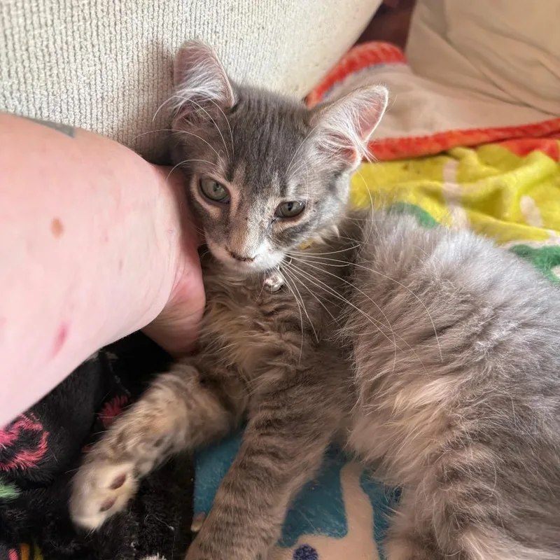 A baby small-sized male Gray / Blue / Silver Domestic Medium Hair cat named Limon for adoption in Las Cruces, NM
