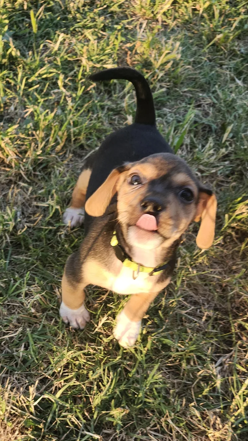 A baby small-sized male Black Chiweenie dog named Rio for adoption in Tuttle, OK
