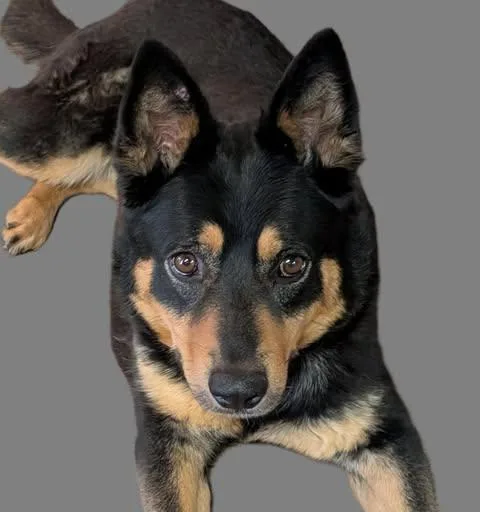 An adult medium-sized female Australian Kelpie dog named Tika for adoption in Albuquerque, NM