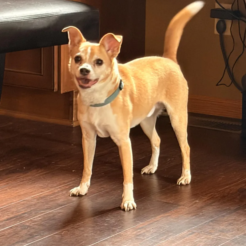 An adult small-sized male Terrier dog named Leroy for adoption in Spencer, IA