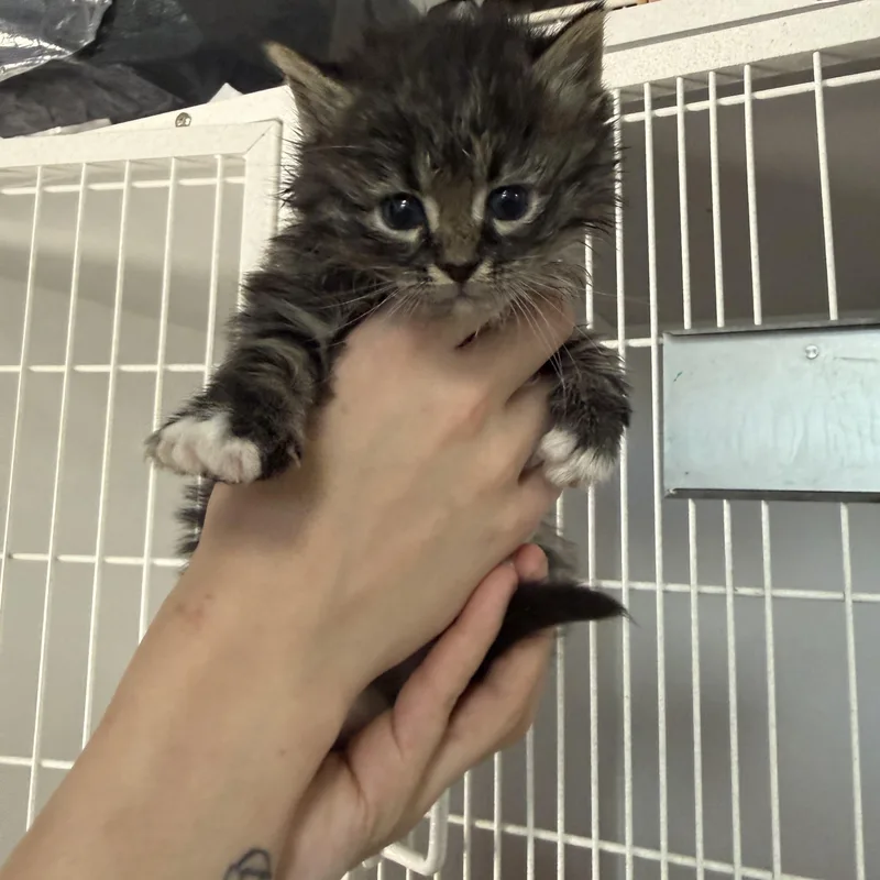 Hugo And Spritz thumbnail 3