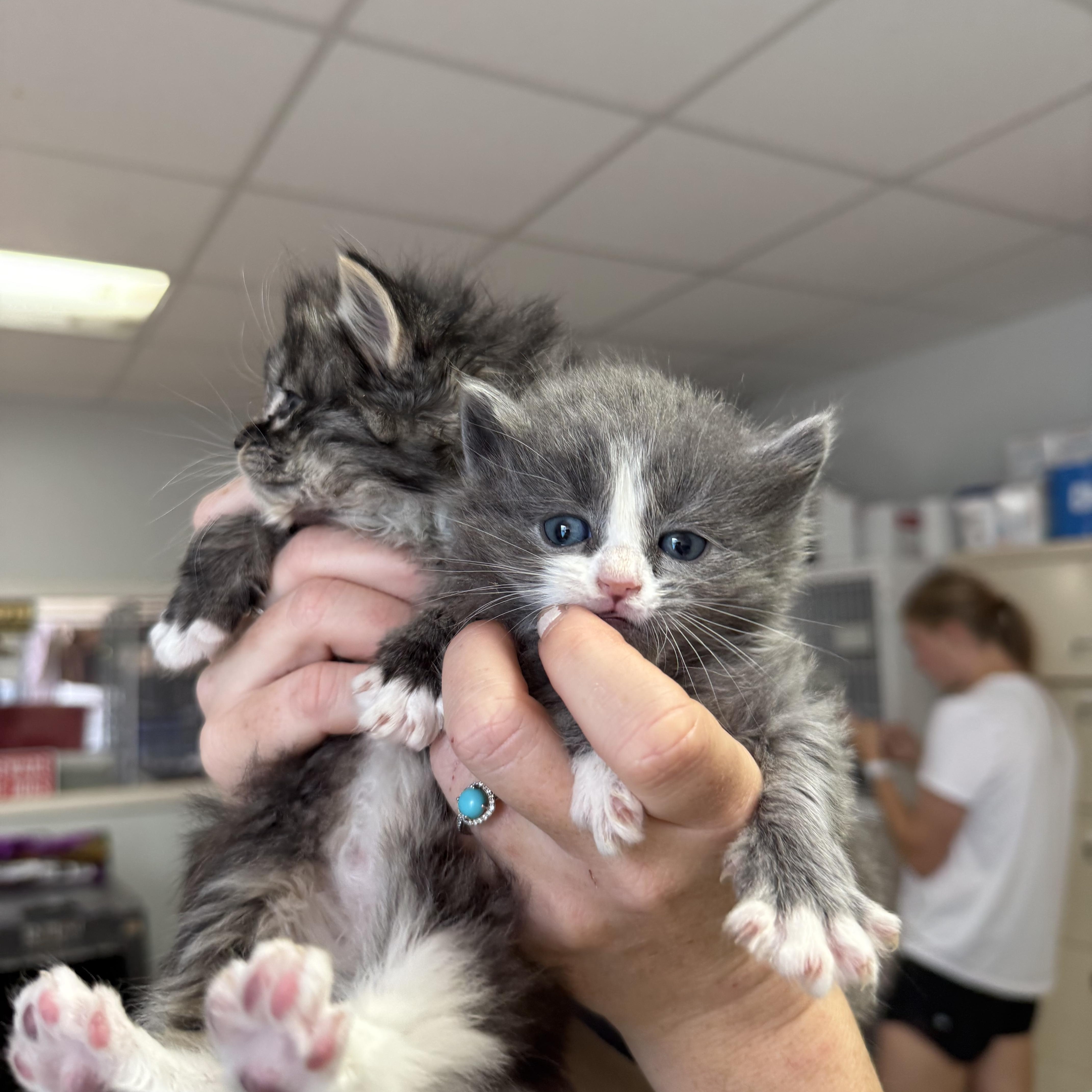 A baby medium-sized male Gray & White Domestic Long Hair cat named Hugo And Spritz for adoption in Columbia, SC