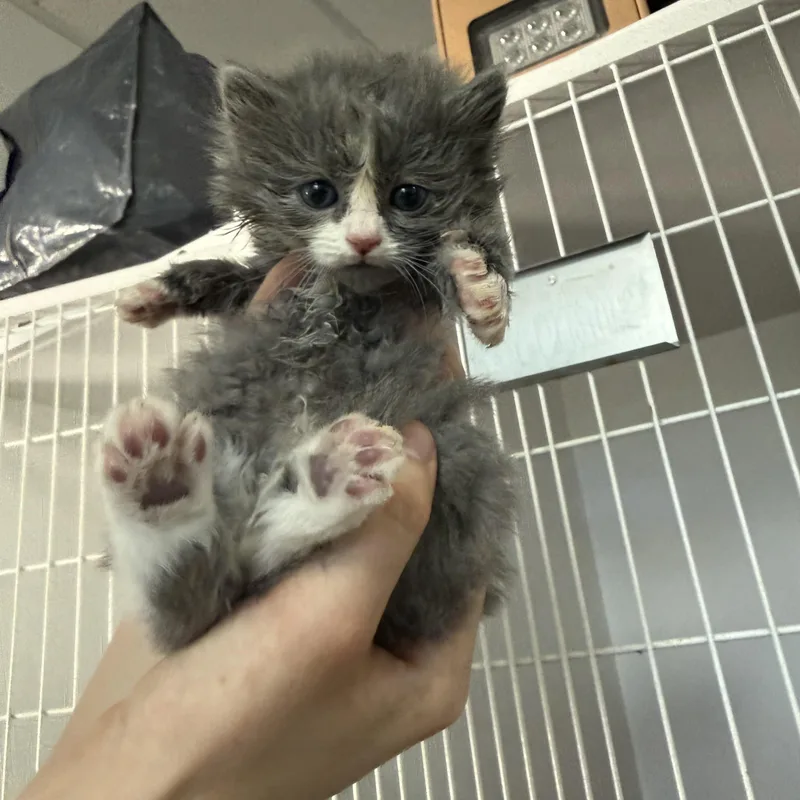 Hugo And Spritz thumbnail 4