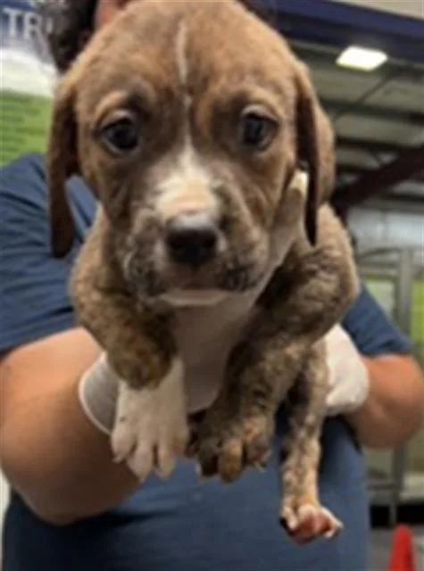 A baby small-sized male Pit Bull Terrier dog named Iorn Man for adoption in Bakersfield, CA