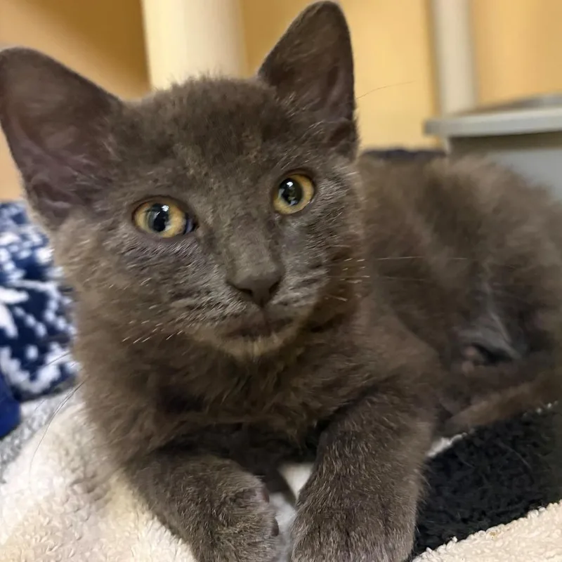 A baby small-sized male Gray / Blue / Silver Domestic Short Hair cat named Pepper for adoption in East Hanover, NJ