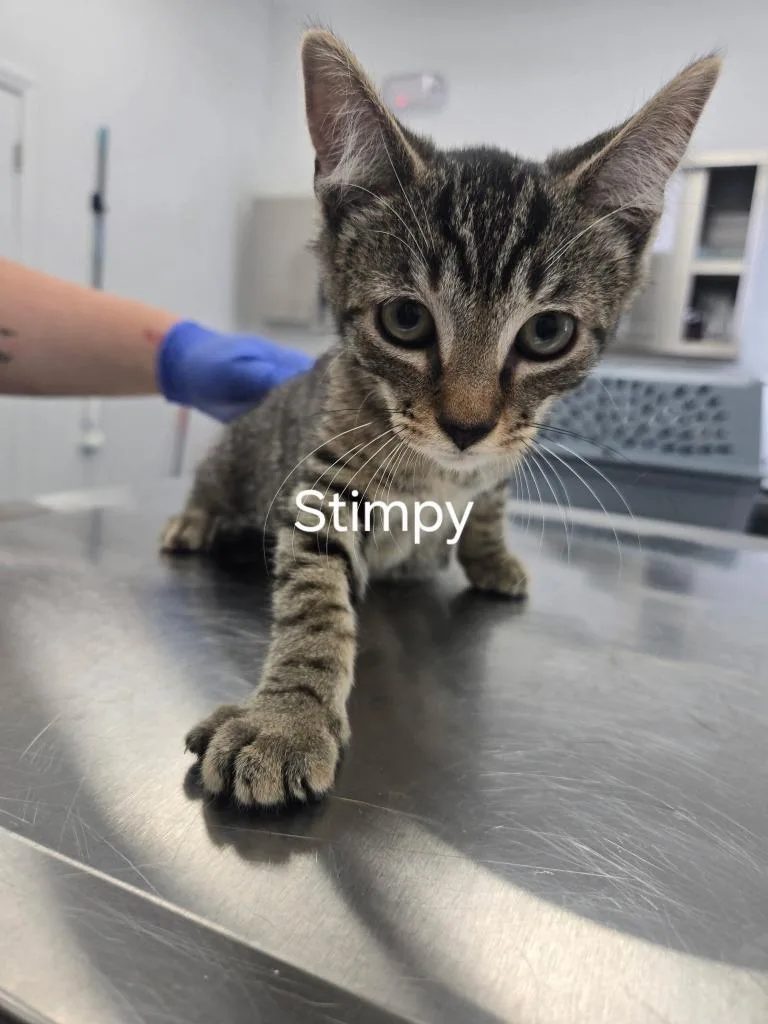A baby small-sized male Domestic Short Hair cat named Stimpy for adoption in Cambridge, MD