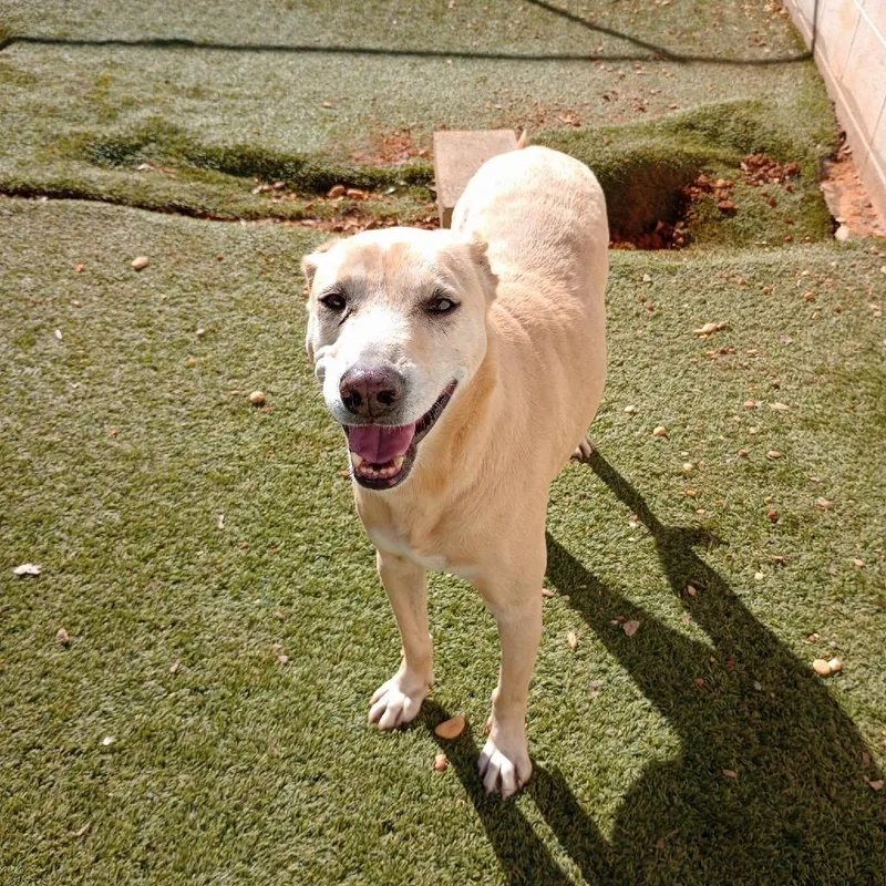 Biscuits thumbnail 2