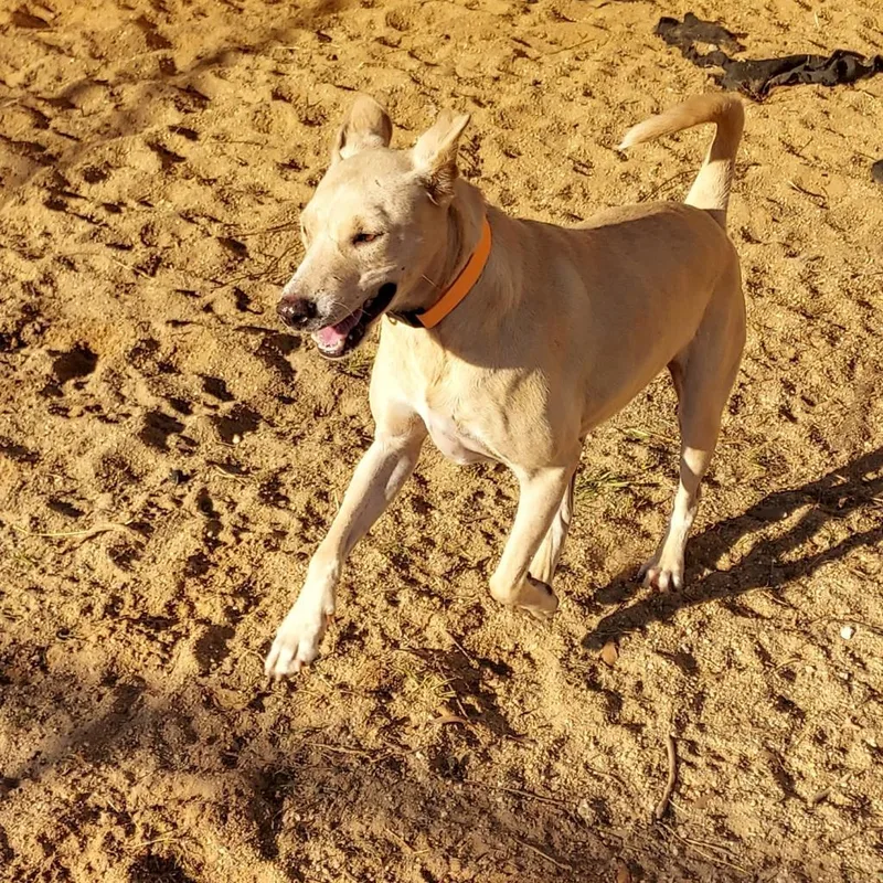 Biscuits thumbnail 3