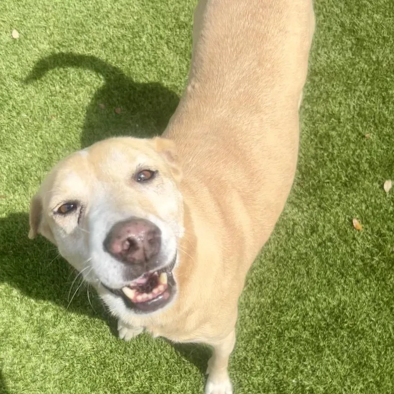 Biscuits thumbnail 4