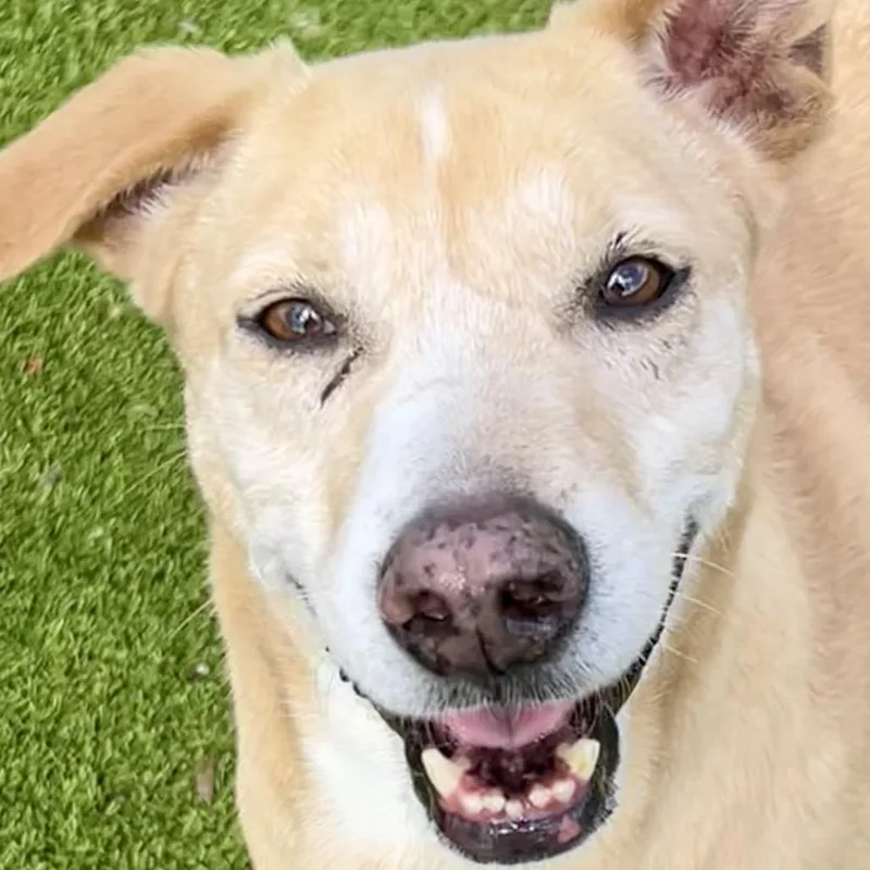 Biscuits thumbnail 5