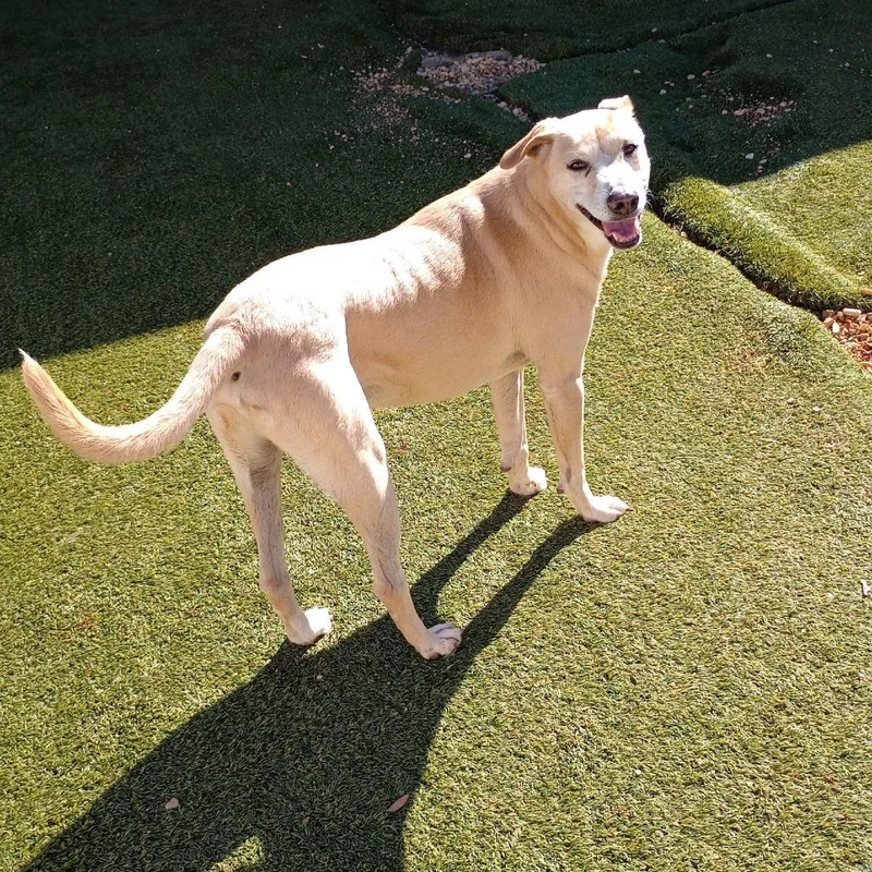 Biscuits thumbnail 6