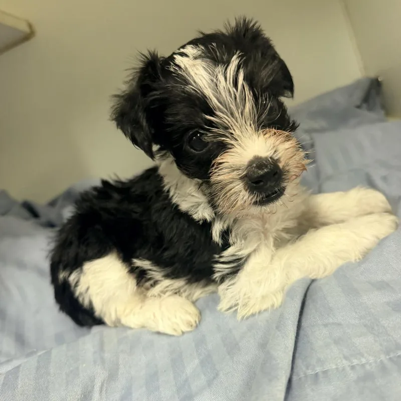 A baby small-sized male Black Shih Tzu dog named Paprika for adoption in Newark, NJ